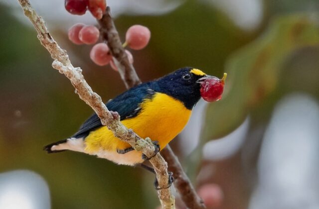 White-vented Euphonia