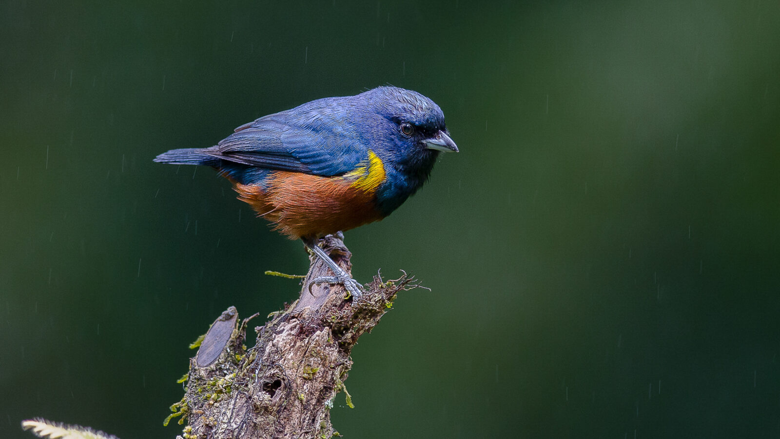 Chestnut-bellied Euphonia