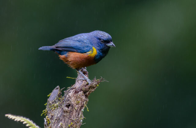 Chestnut-bellied Euphonia