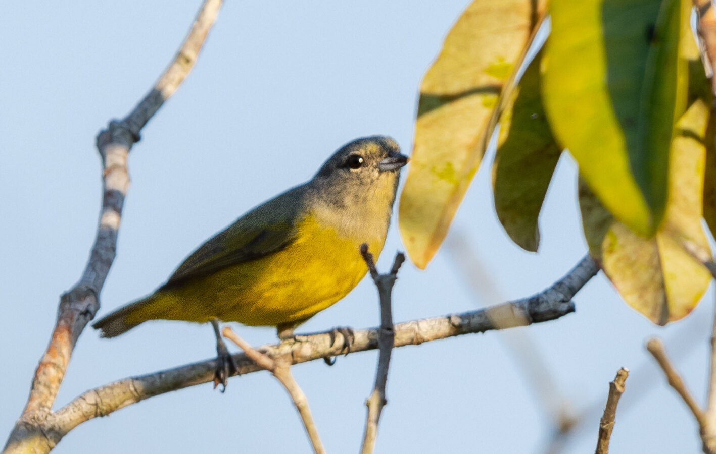Plumbeous Euphonia