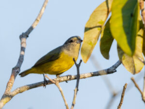 Plumbeous Euphonia