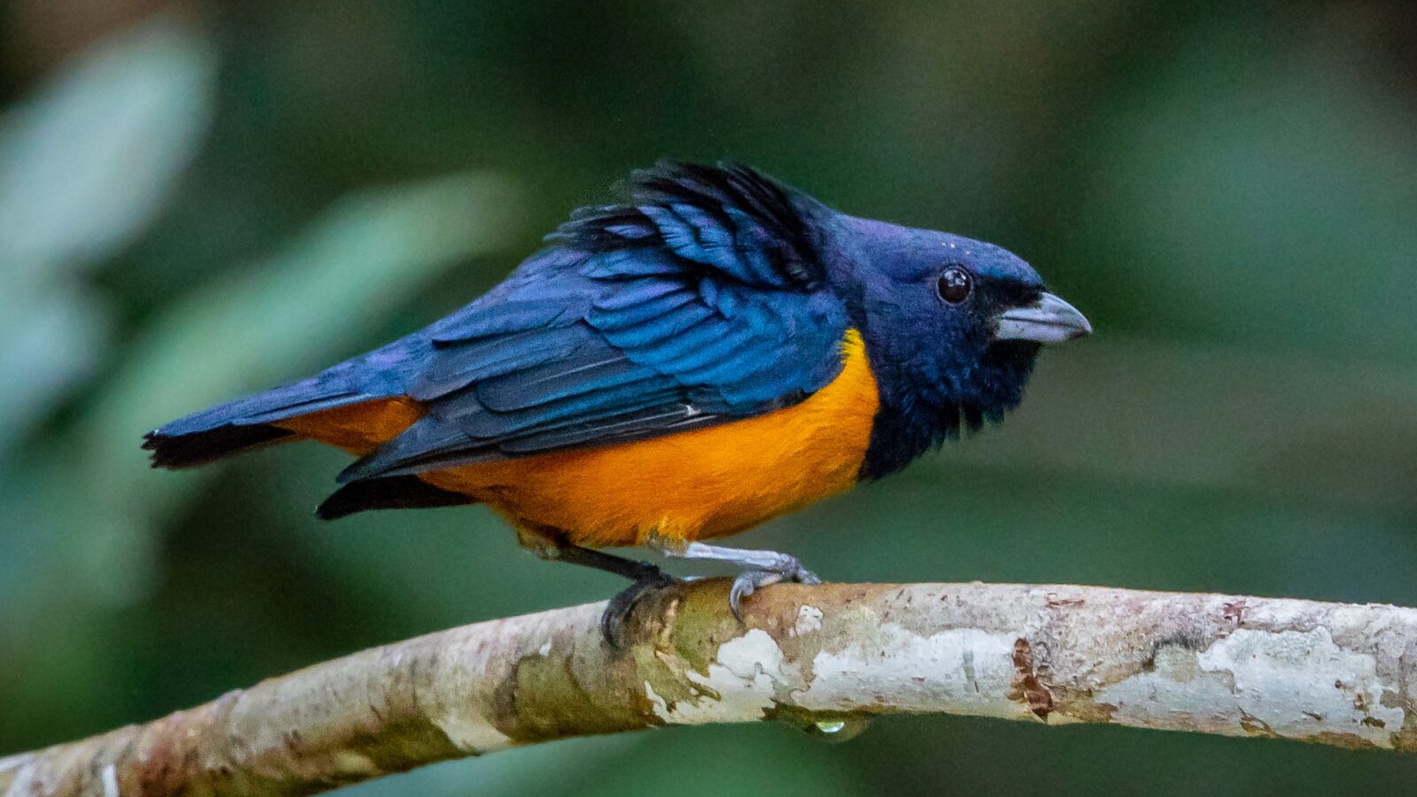 Rufous-bellied Euphonia