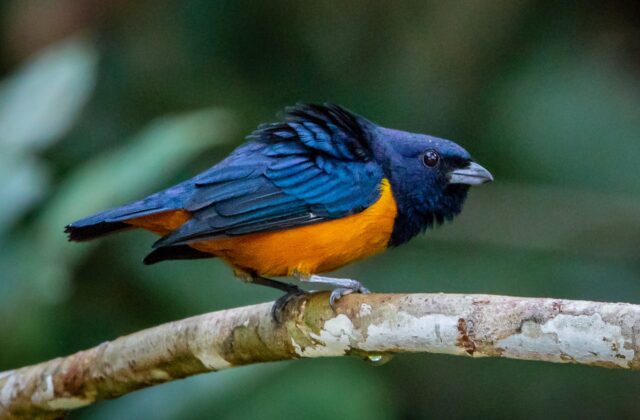 Rufous-bellied Euphonia
