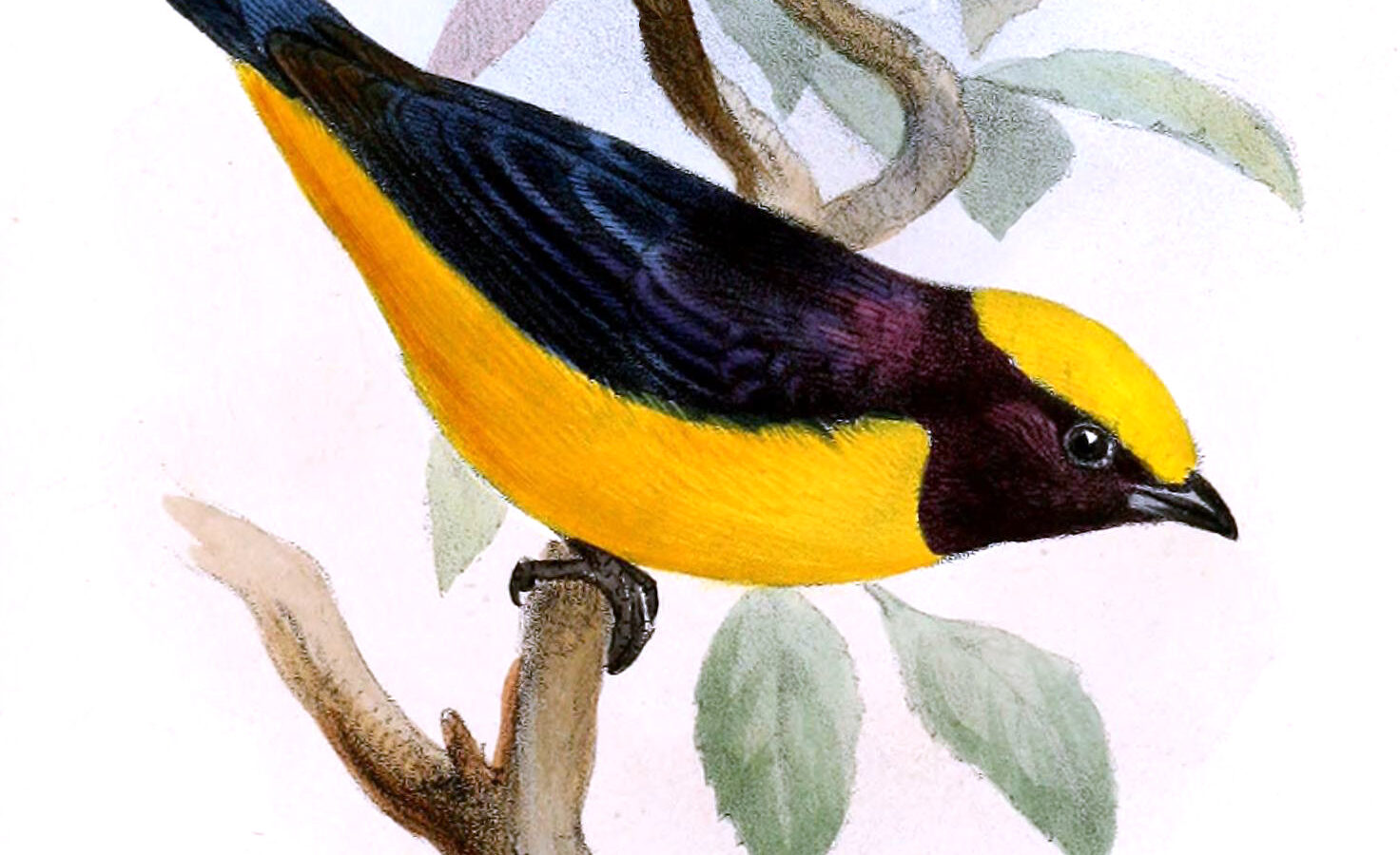 Orange-crowned Euphonia