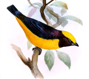 Orange-crowned Euphonia