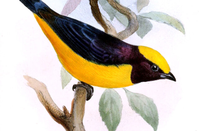 Orange-crowned Euphonia