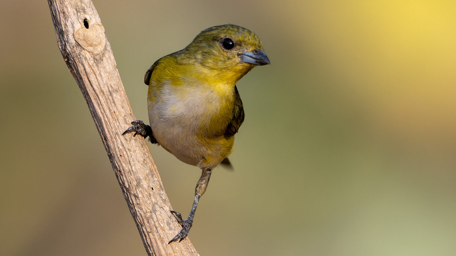 Trinidad Euphonia