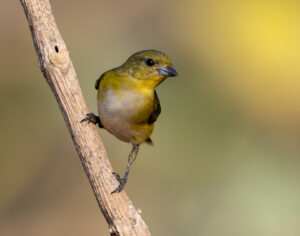 Trinidad Euphonia