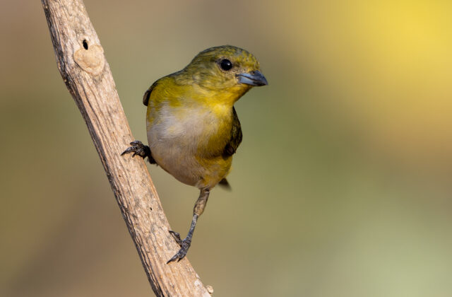 Trinidad Euphonia