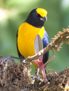 Orange-bellied Euphonia