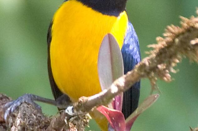 Orange-bellied Euphonia