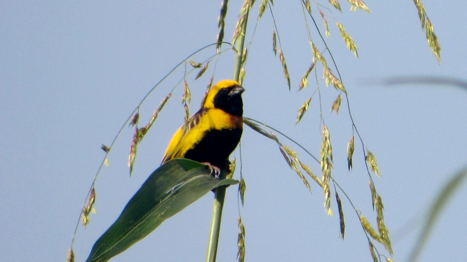 Yellow-crowned Bishop