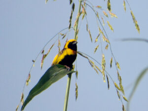 Yellow-crowned Bishop