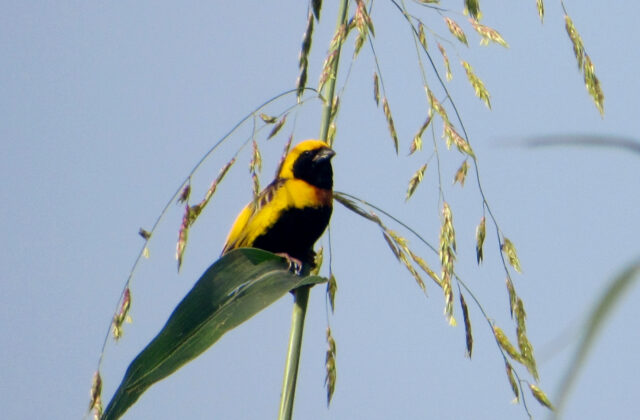 Yellow-crowned Bishop