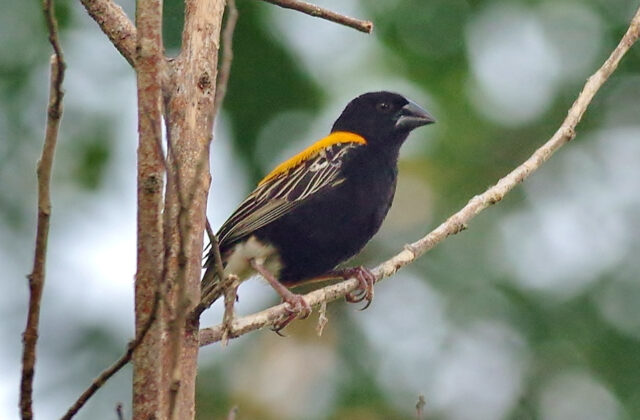 Golden-backed Bishop