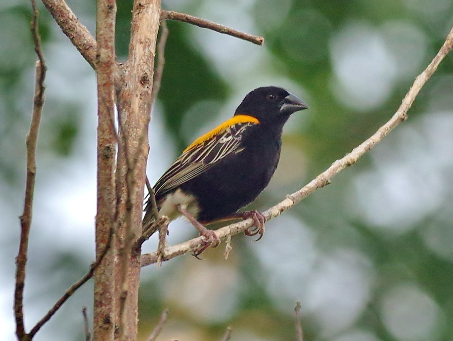 Golden-backed Bishop