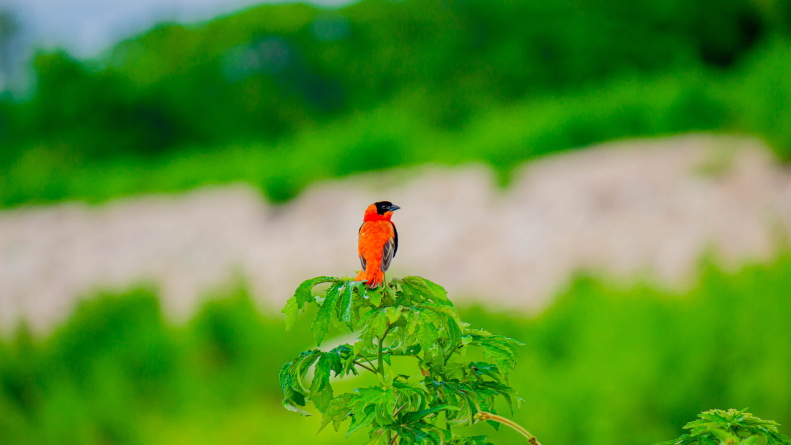 Northern Red Bishop