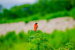 Northern Red Bishop