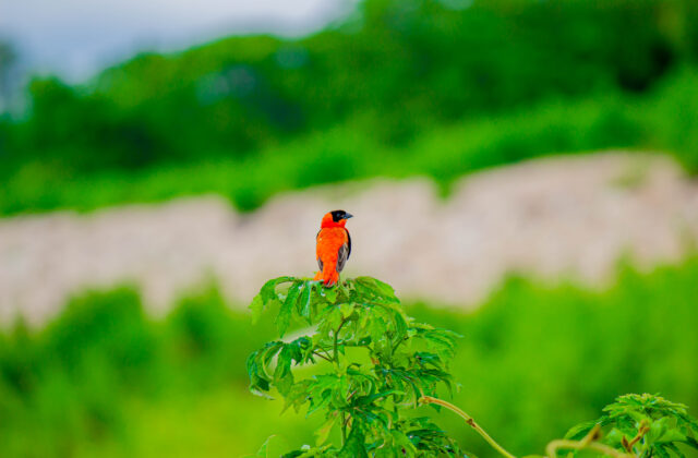 Northern Red Bishop