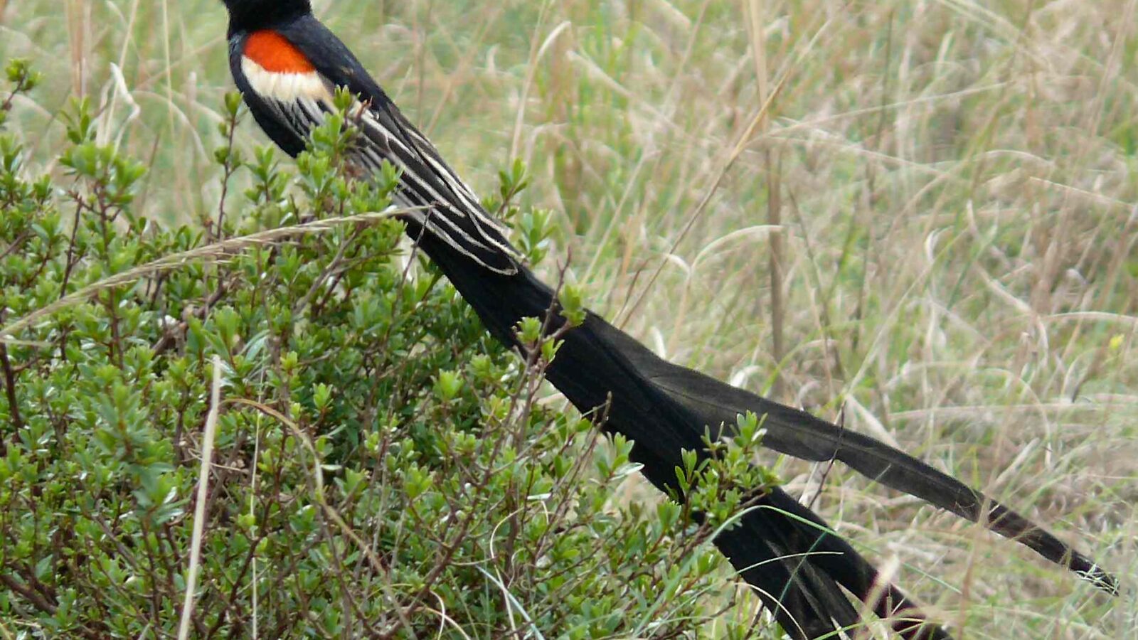 Long-tailed Widowbird
