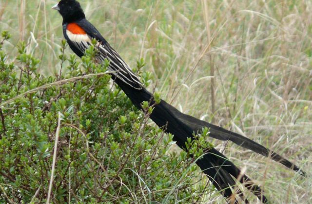 Long-tailed Widowbird
