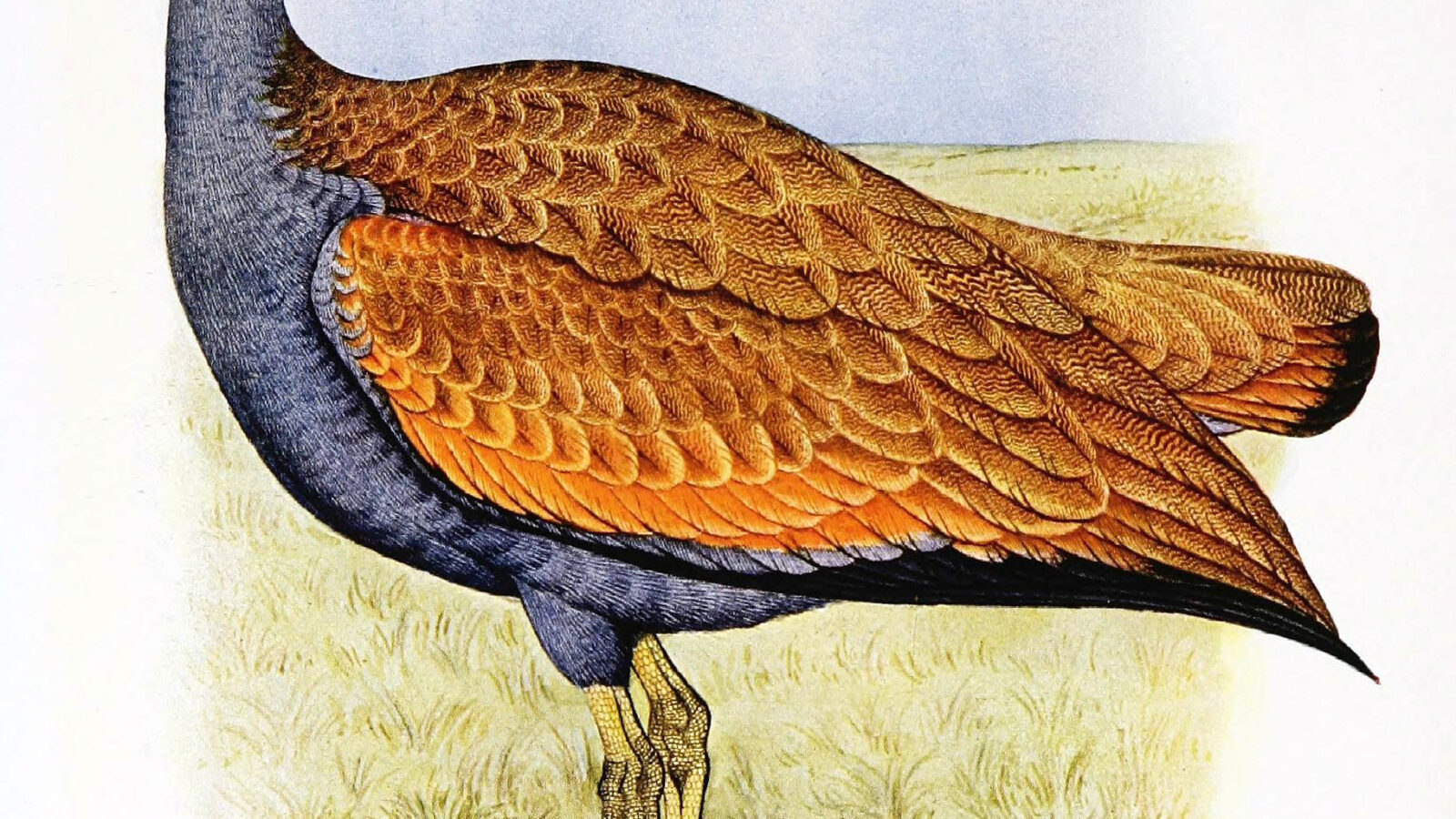Blue Korhaan