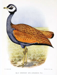 Blue Korhaan