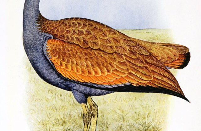 Blue Korhaan