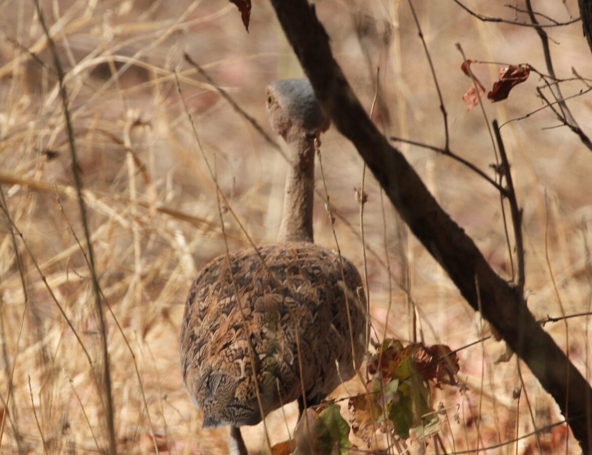 Savile’s Bustard