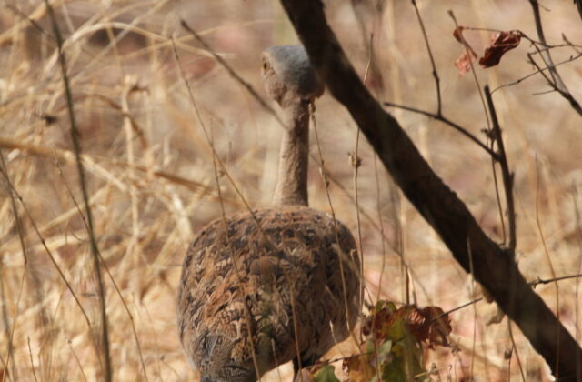 Savile’s Bustard