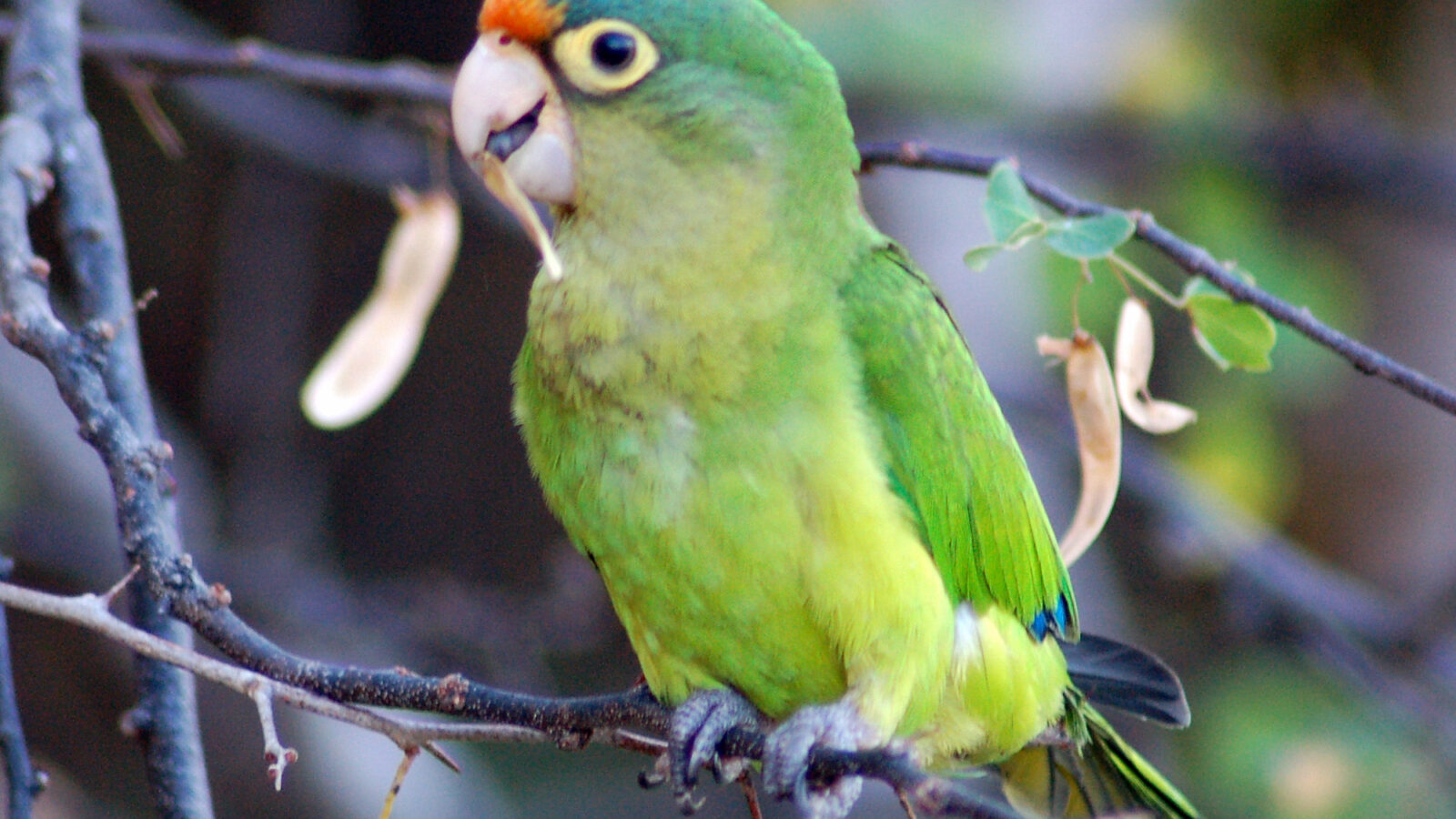 Orange-fronted Parakeet