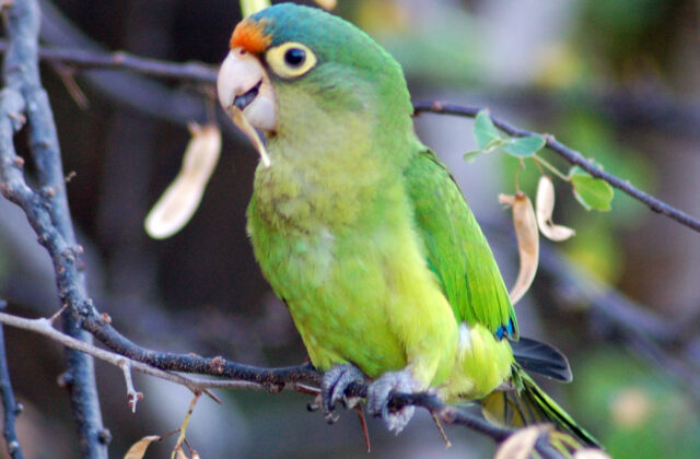 Orange-fronted Parakeet