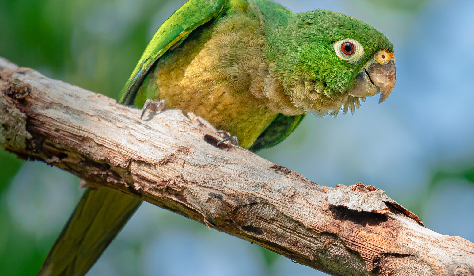 Olive-throated Parakeet