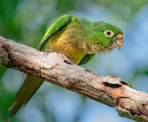Olive-throated Parakeet