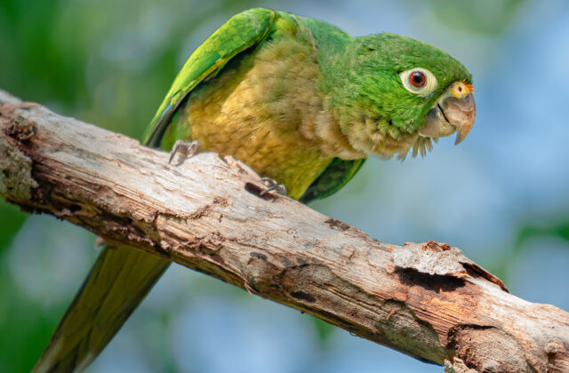 Olive-throated Parakeet