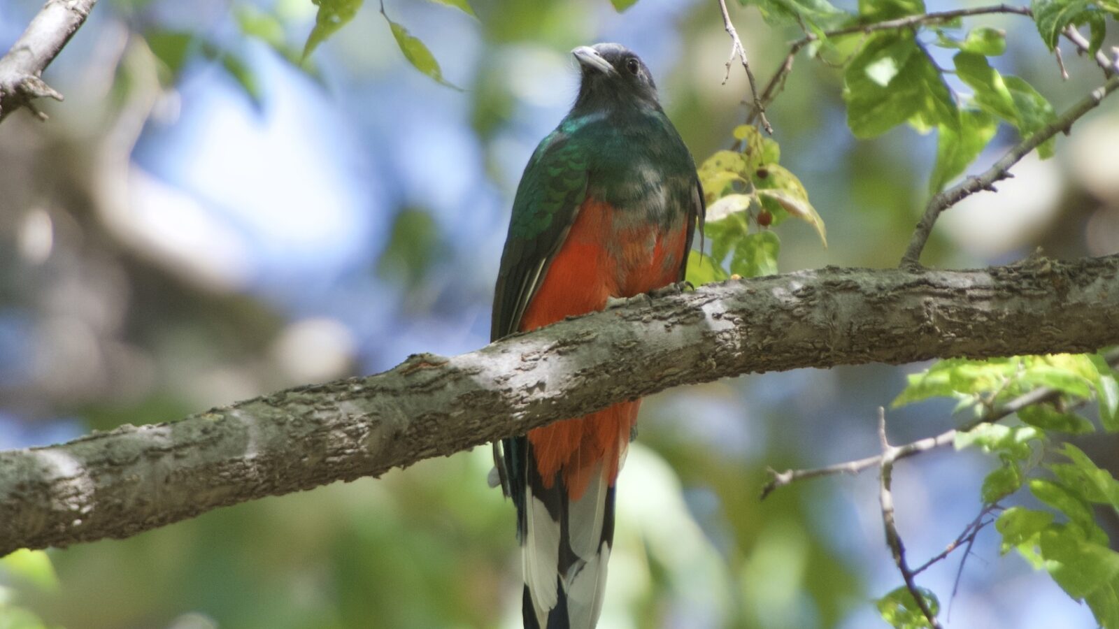 Eared Quetzal