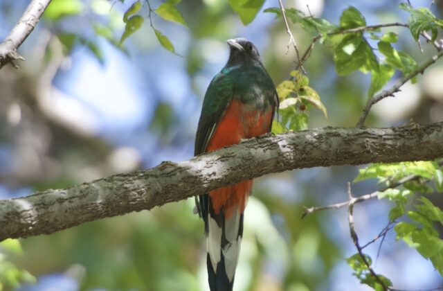Eared Quetzal