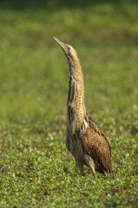 Eurasian Bittern