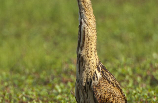 Eurasian Bittern