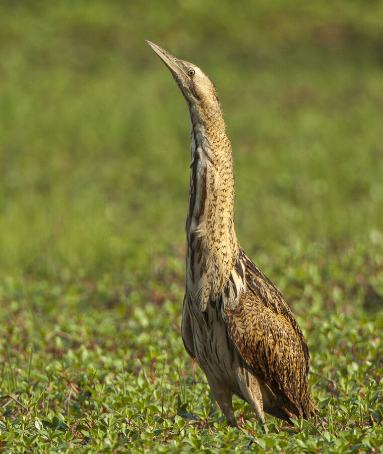 Eurasian Bittern