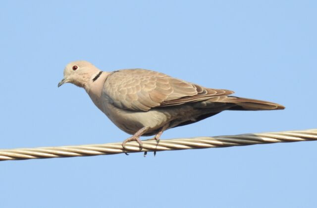 Eurasian Collared Dove