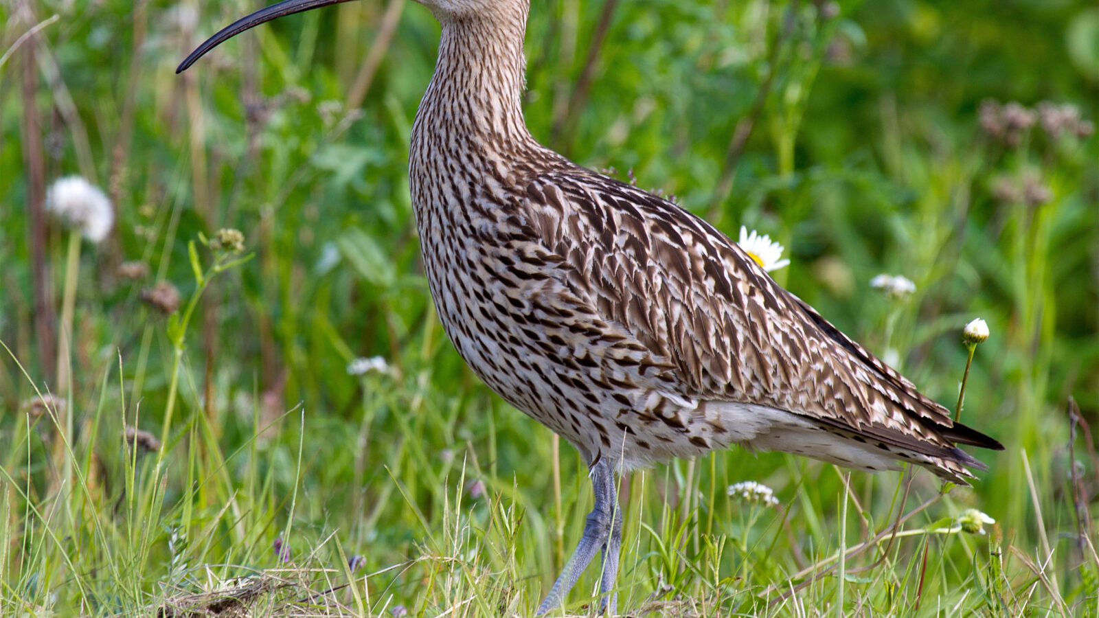 Eurasian Curlew