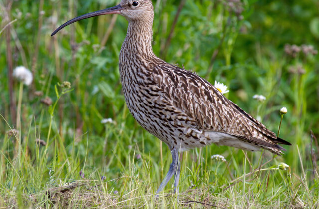 Eurasian Curlew
