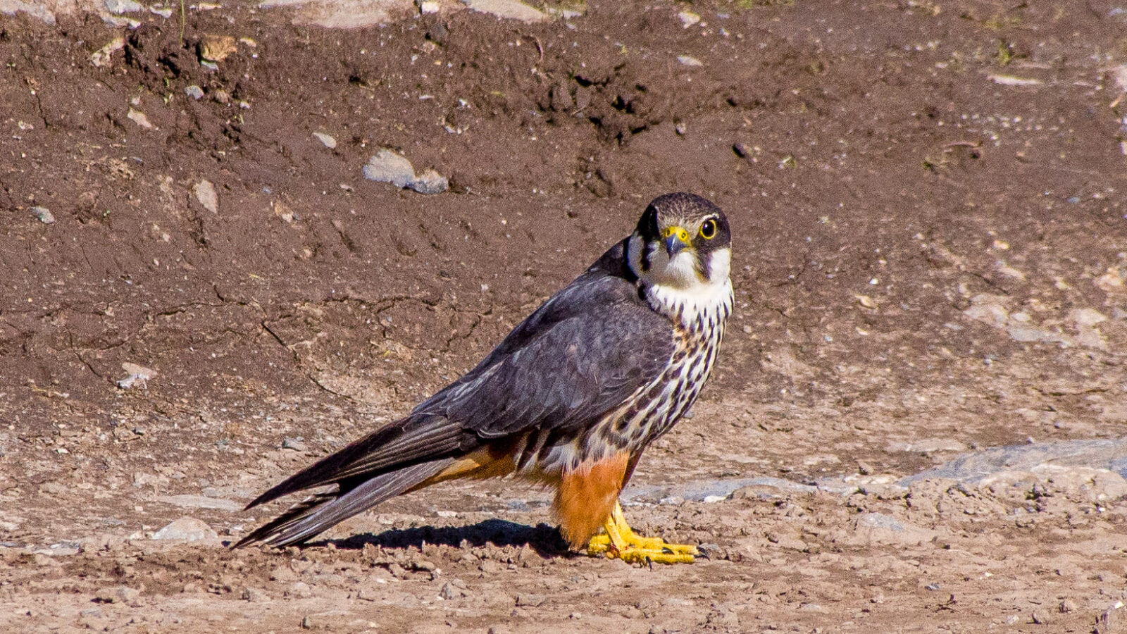 Eurasian Hobby