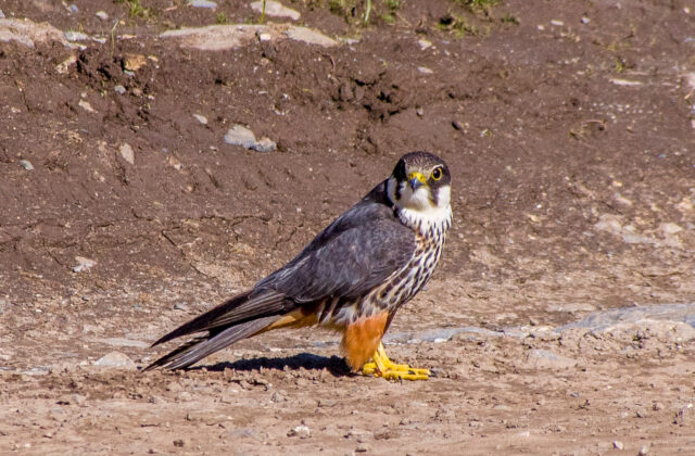 Eurasian Hobby