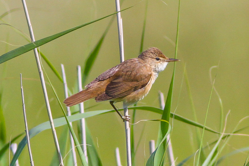 Common Reed Warbler