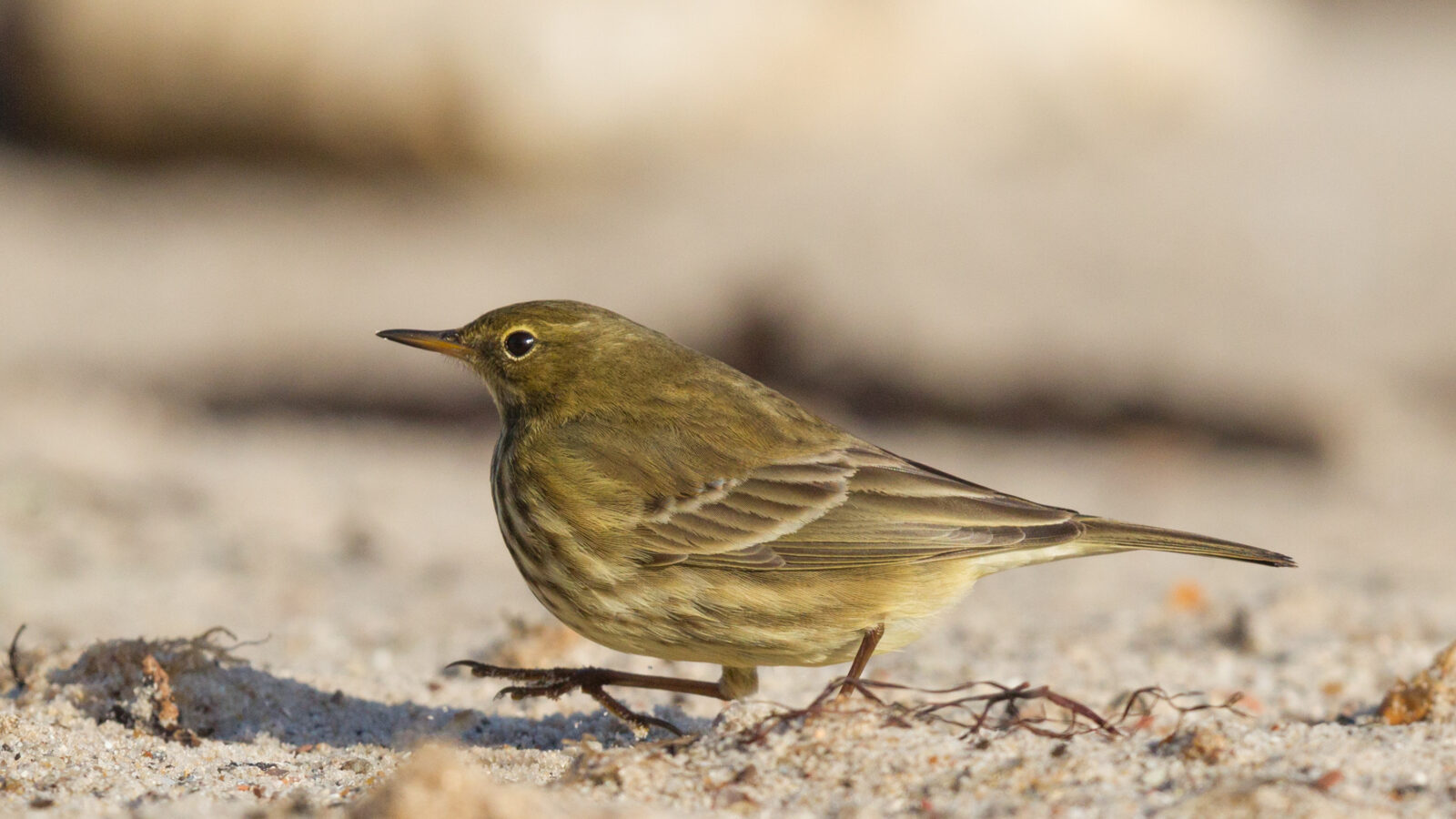 European Rock Pipit