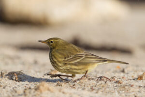 European Rock Pipit