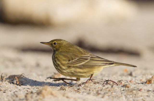 European Rock Pipit