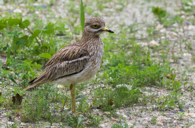 Eurasian Stone-curlew